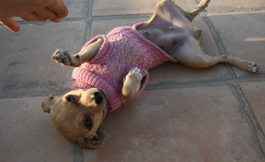 chihuahua wearing her chihuahua sweater