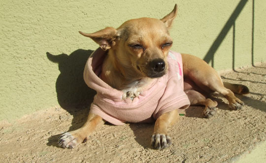 chihuahua dog lounging on a ledge, dressed in her chihuahua hoodie