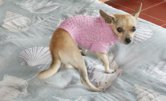 browse knitted sweaters at the Chihuahua Clothes Shop