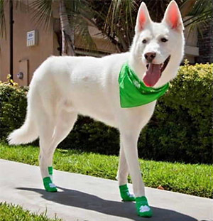 white dog wearing dog socks
