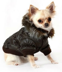 Chihuahua Coats