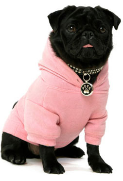 Pug Clothes