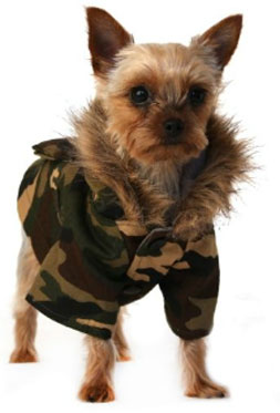 Clothes for Yorkies