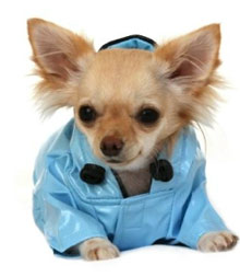 blue chihuahua raincoat