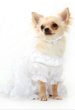 Bride Wedding Dress