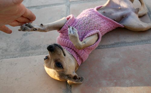 chihuahua clothes sweater