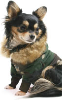 dog coat on a pet chihuahua