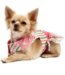 Toy Dog Clothing