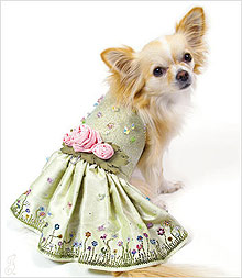 chihuahua high fashion dress