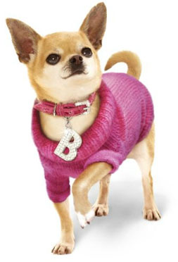 Chihuahua Fashion