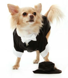 Dog Tuxedos