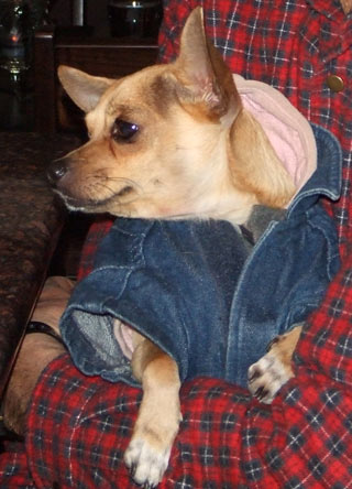 deer head chihuahua wearing a chihuahua jean jacket