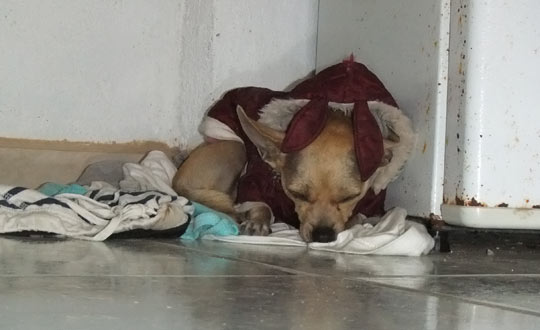 chihuahua puppy snoozing on floor, wearing her bunny costume chihuahua outfit