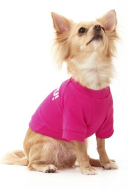 Toy Dog Clothing