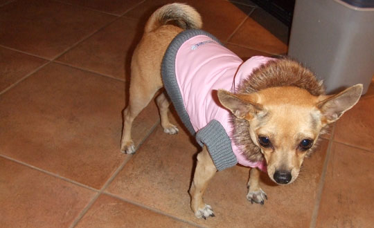 Namaste wearing a pink chiwawa parka coat with trim