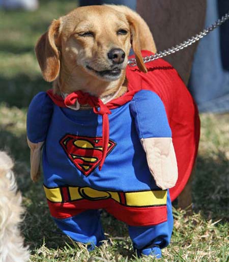 funny pictures of dogs in costumes. costumes for dogs superpooch