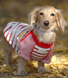 Dachshund Clothing