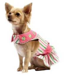 Dog Boutique Clothing