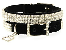 Fashion Dog Collars