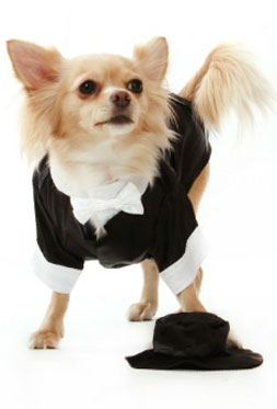 Chihuahua Dog Clothes