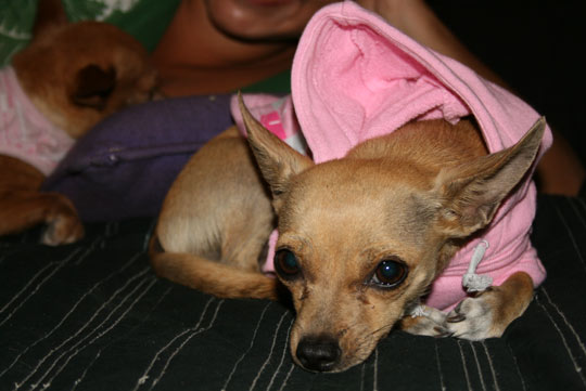 Namaste wearing her pink chihuahua hoodie