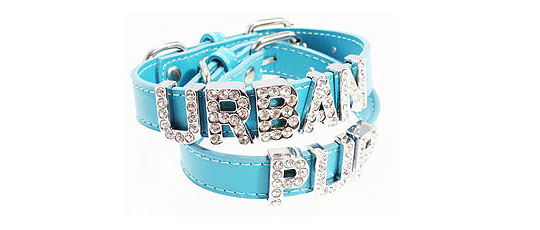 peronsalized puppy collar from The Chihuahua Shop