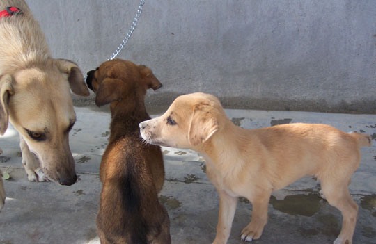 shelter pups from the Los Cabos Humane Society