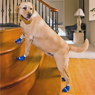 labrador retriever wearing dog socks