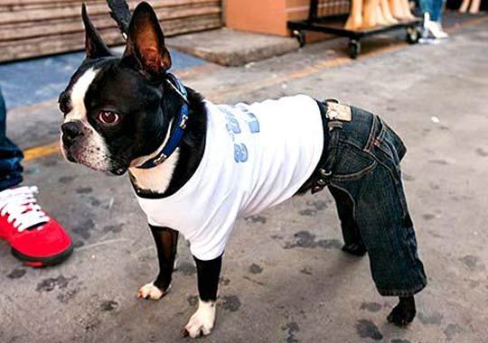 frenchie wearing dog jeans