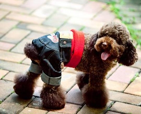 poofy dog wearing jeans for dogs