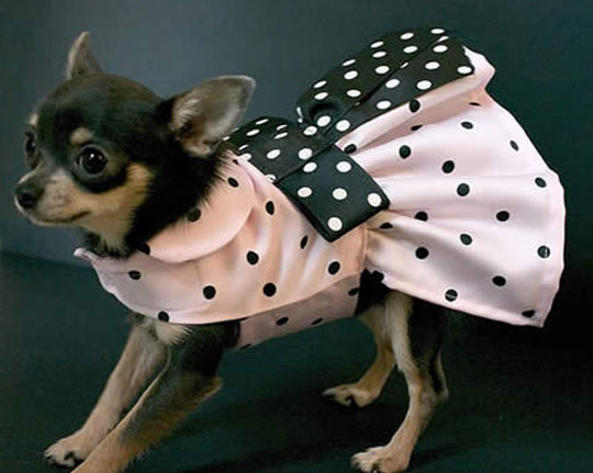 dog couture clothes on a chihuahua