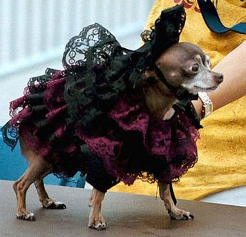 chihuahua wearing fancy dog couture