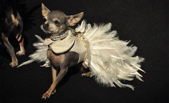 small doggy wearing couture dog clothing