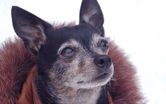 chihuahua wearing a fur coat