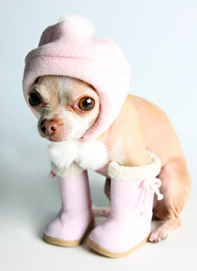 chihuahua-wearing-booties-and-a-hood