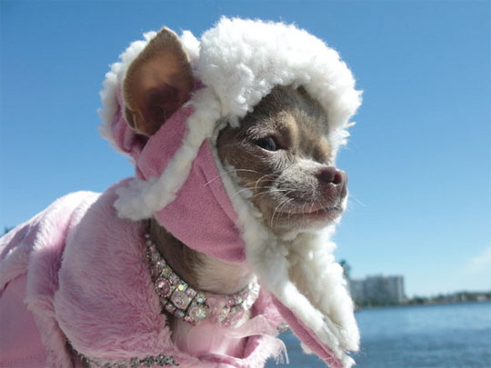 chihuahua wearing a winter coat