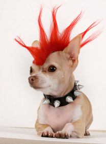 punk-chihuahua-accessories