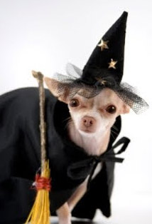 chihuahua witch costume for Halloween