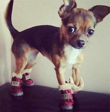 chihuahua-wearing-chihuahua-winter-boots