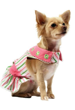 Chihuahua Apparel