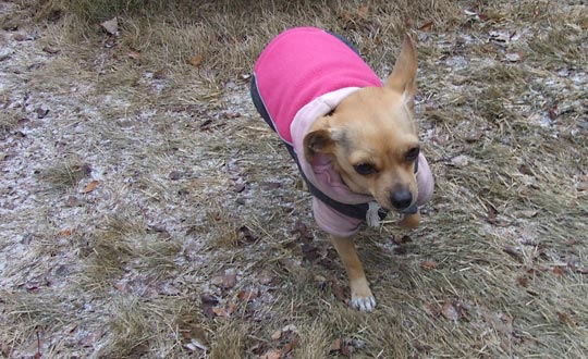 Chihuahua wearing a chihuahua jacket