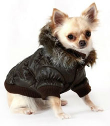 Chihuahua Coats, From The Perspective 