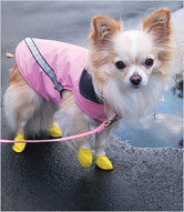 yellow chihuahua booties