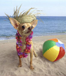 chihuahua on beach with hat for dog outfits for small dogs store