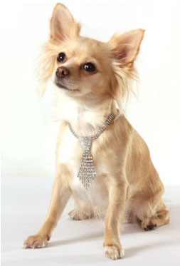 chihuahua crystal necklace