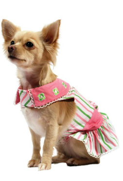 Chihuahua Designer Clothes