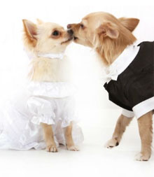 Dog Wedding Outfits