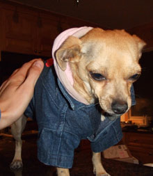 Chihuahua Rescue Clothes