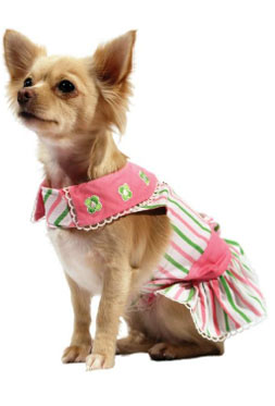 Chihuahua Dress Outfits