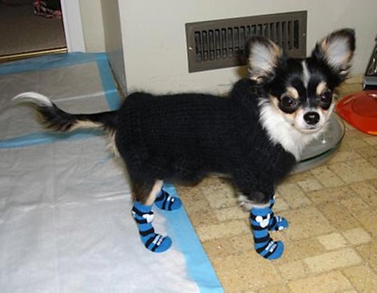 chihuahua in dog socks